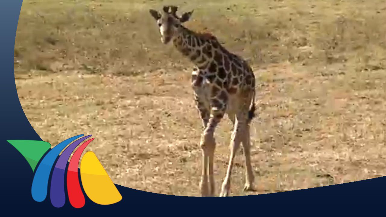 noticias-informativas-sobre-animales - Haznoticia.com noticias informativas sobre animales