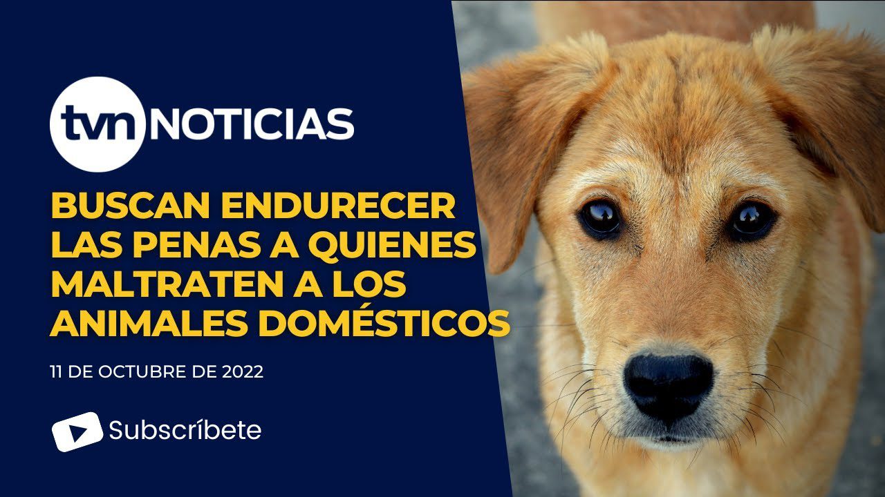 noticias-sobre-animales-domesticos - Haznoticia.com noticias sobre animales domesticos