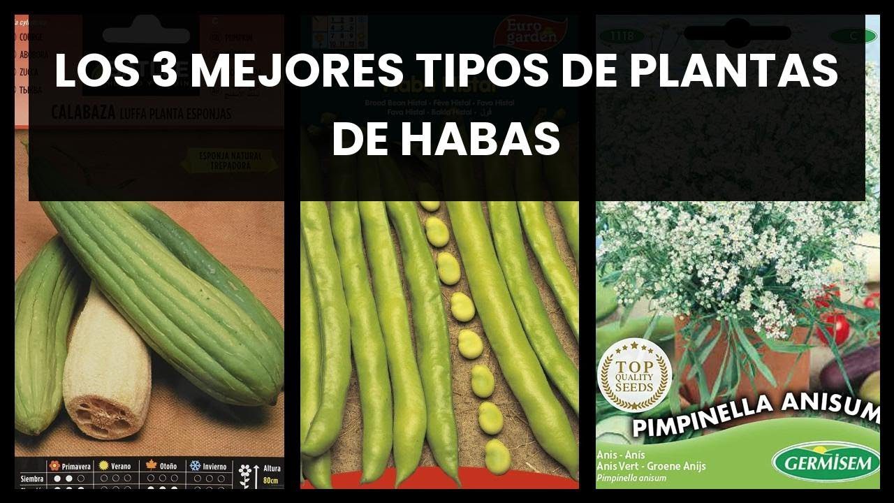 empresas-destacadas-en-Haba - Haznoticia.com empresas destacadas en Haba