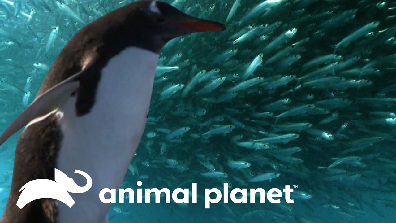 noticias sobre animales del mar