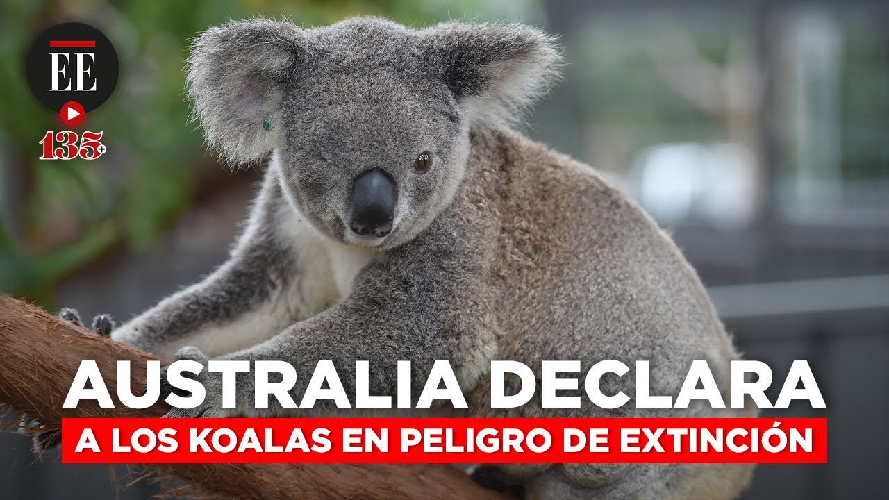 noticias-sobre-koalas - Haznoticia.com noticias sobre koalas