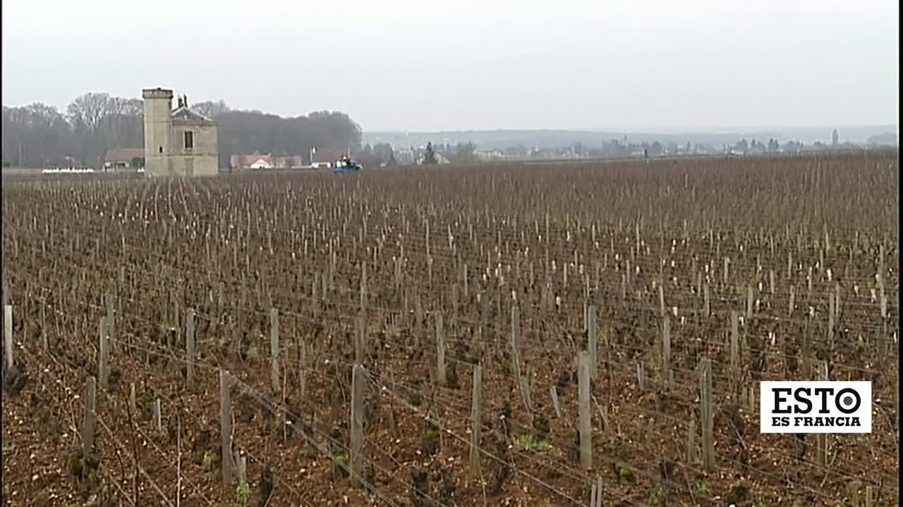 La-Fiesta-del-Vino-en-Chablis-Degustacion-y-Tradicion-en-Borgona - Haznoticia.com La Fiesta del Vino en Chablis: Degustación y Tradición en Borgoña