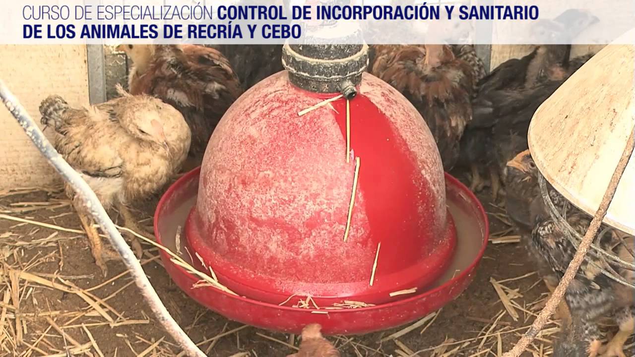 CONTROL DE INCORPORACIÓN Y SANITARIO DE LOS ANIMALES DE RECRÍA Y CEBO