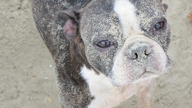 675784 perro playa - Haznoticia.com